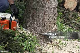 Best Tree and Shrub Care  in South Whittier, CA